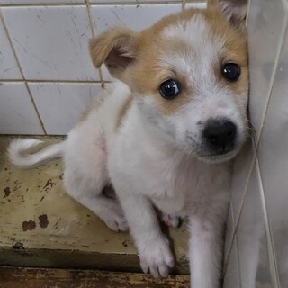 緊急！生後1ケ月の可愛い子犬　11月19日迄