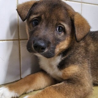 幼くても不安と恐怖で震えています　11月18日迄