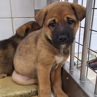 幼くても小刻みに震えています　11月18日迄