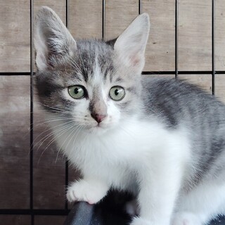 おっとりしたサバ白？の男の子です