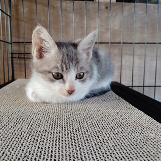 わんぱくなサバ白？の男の子です