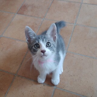 紅一点 リコちゃん