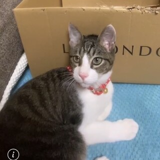 青い海を意味する カイ君