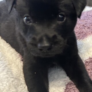 猫とも大丈夫、生後2か月男の子