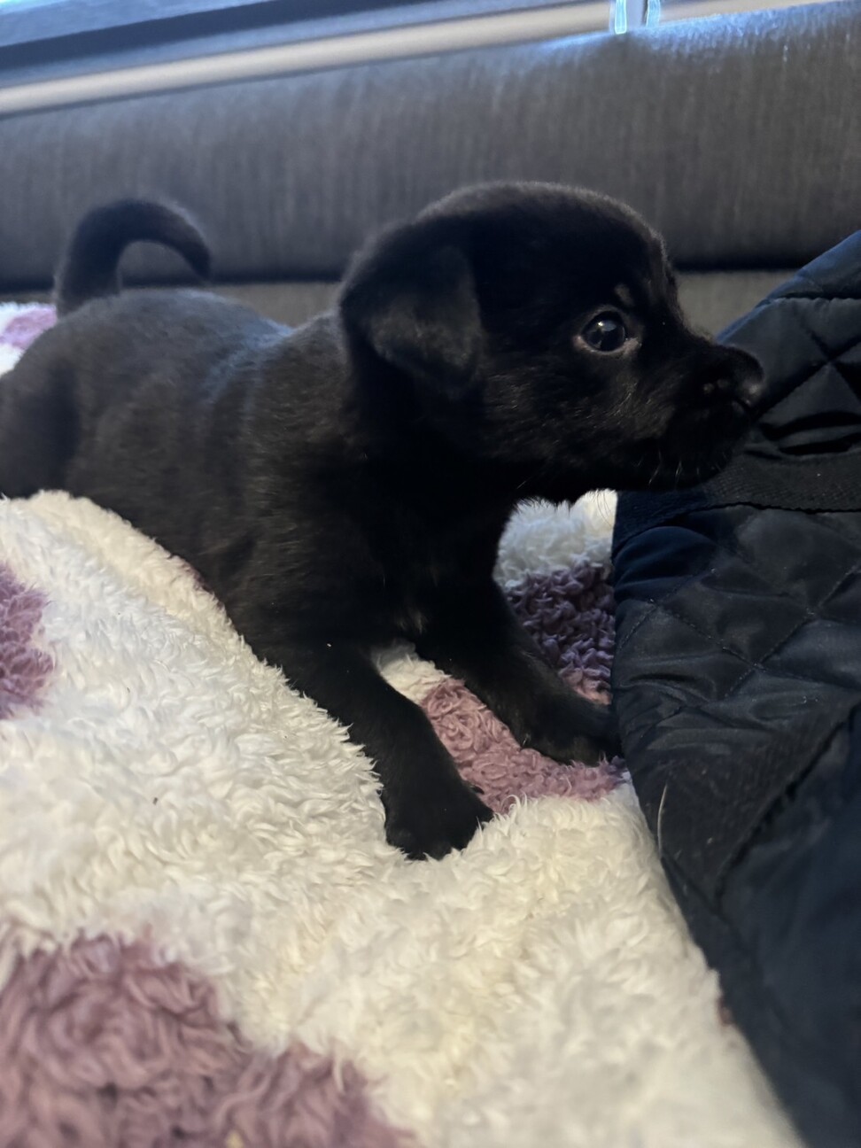 猫とも大丈夫、生後2か月男の子 サムネイル2