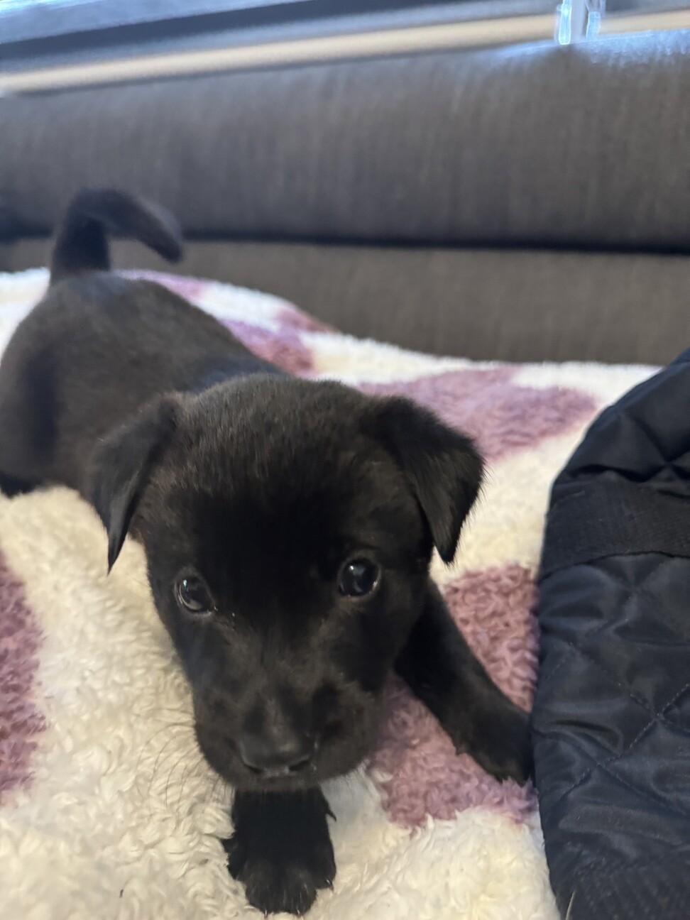 猫とも大丈夫、生後2か月男の子 サムネイル3