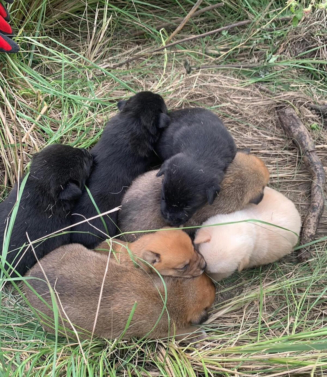 猫とも大丈夫、生後2か月男の子 サムネイル4