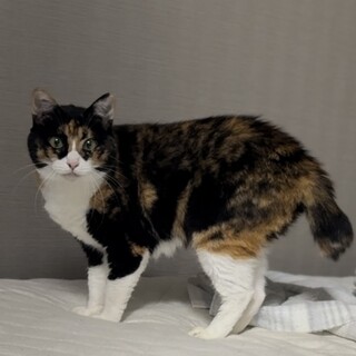 【成猫】三毛猫ちゃん