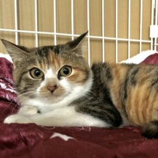 洋猫ミックス ザ三毛 甘えん坊5ヶ月女の子