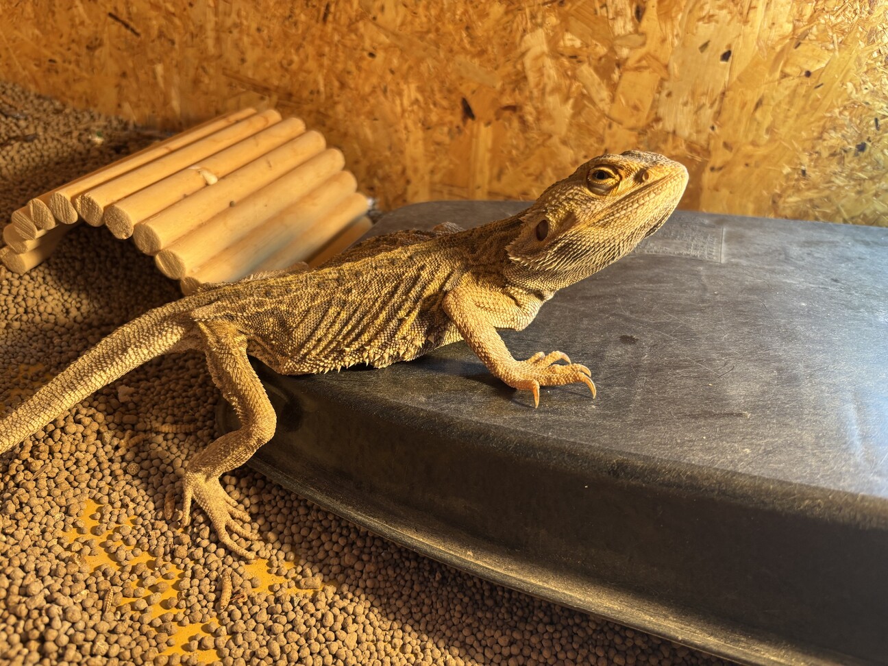 フトアゴヒゲトカゲ 飼育全11点セット 中古美品&新品 フトアゴヒゲ