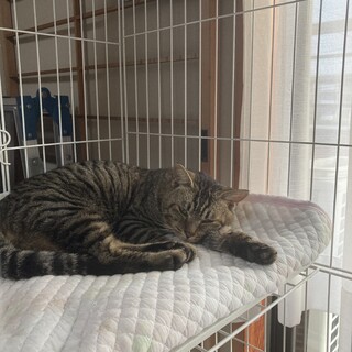 【里親募集】キジ 推定1歳 オス