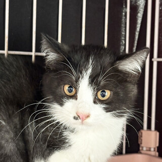 白黒でブラックスモーク♂えん君3ヶ月