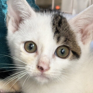 顔の左側にシマ模様♂ひだり君2ヶ月半