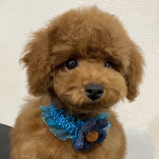 甘えん坊トイプーベイビーくん　※心雑音あります