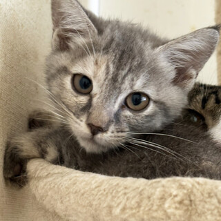 パステルっぽいシマ模様♀はいりちゃん2ヶ月半