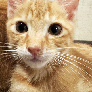 甘えん坊のチャトラ♂ちーすけ君2ヶ月半