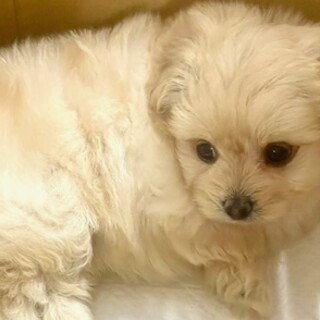 ミックスの子犬