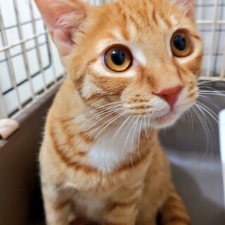 お喋り大好き ハンサムBoy  “ハム”君♡７ヵ月