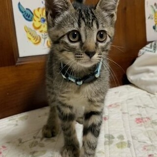 甘えん坊「あんちゃん」