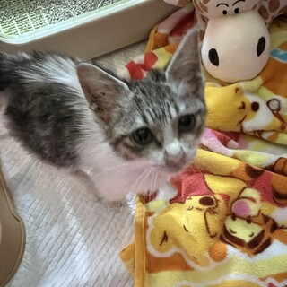 3ヶ月の子猫、ポコちゃん