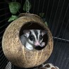 フクロモモンガ4匹 サムネイル2