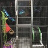 フクロモモンガ4匹 サムネイル3