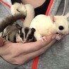 フクロモモンガ4匹 サムネイル4