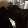フクロモモンガ4匹 サムネイル5