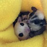フクロモモンガ4匹 サムネイル6