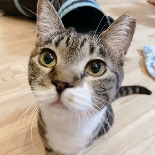 小柄で活発⭐︎かわいいキジ白女子♡家族募集中♫