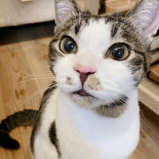 穏やかな癒し系キジ白男子♫家族募集中です