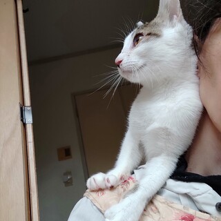 肩乗りベタベタにゃんこ、甘えん坊7ヶ月男の子