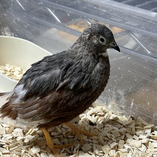 北広島市　ヒメウズラ♂