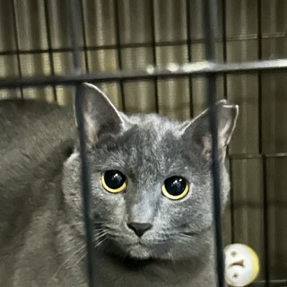 保護猫ちゃんべっぴんさん♡