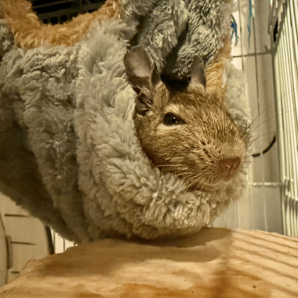 サン太のカバー写真
