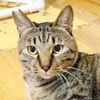 ★里親様決定！★ちょっと怖がり実は甘えん坊♥すなお