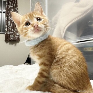 ★里親様決定！★甘えん坊のいたずらっこ❤アシュ