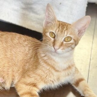 ★里親様決定！★ゴロスリ甘えた若いママ❤ウィロウ