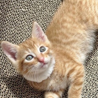 ★里親様決定!★キュートなやんちゃボーイ❤ゼン