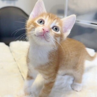 ★里親様決定！★ニャンプロ大好き❤ゼノ