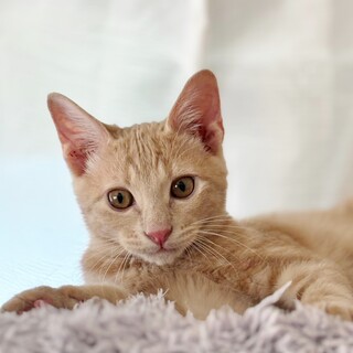 ★里親様決定!★げんきいっぱい甘えん坊❤ラテ