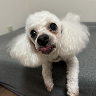 ビションフリーゼ♀9歳とっても人懐っこいです！