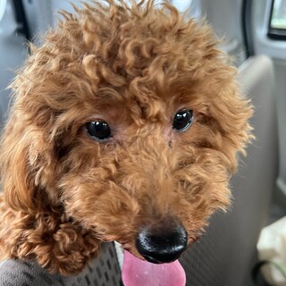 トイプードルの里親を募集しています。