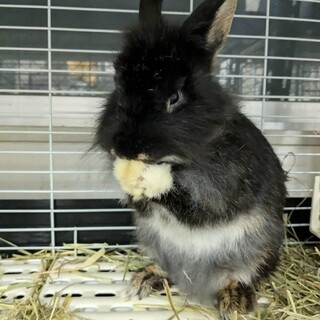 No329安房ライクロちゃん