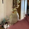 まま　ちゃん
