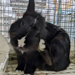 No330安房バイアイちゃん