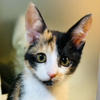 募集停止美猫で社交的な三毛女子❤️おみや