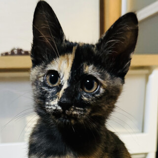 募集停止性格おっとり可愛いさび柄❤️おいと