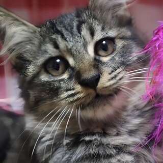 長毛の可愛い♡キジ仔猫のキティちゃん！