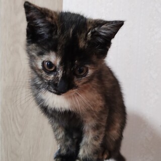 2か月半のサビ仔猫